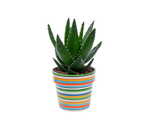 合肥聚美堂 花卉绿植租赁，省时省心之选