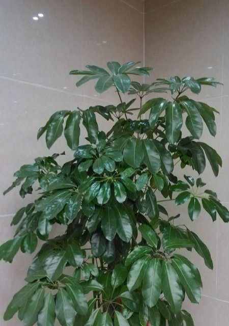 成都私人订制花篮、鲜花花束与精品礼盒 花卉绿植的精致之选