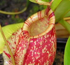 奇花异草之趣味观赏植物——大王猪笼草