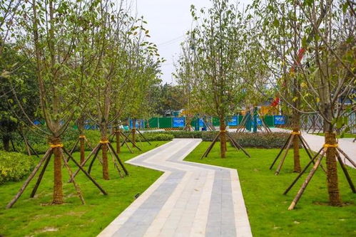 绿化上新焕生机，浐灞许你一路繁花与诗意