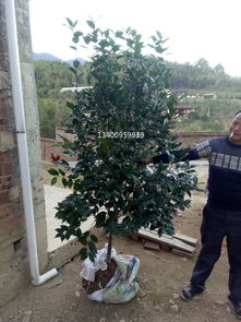 冠幅100厘米高度200厘米常绿花木价格行情与图片介绍