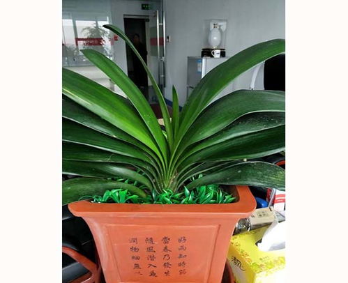 肥东满园春花卉租赁 备货充足，苗木品种丰富，高清图片尽览