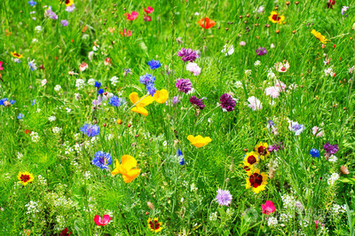 野生花卉在园林绿化施工中的应用与价值