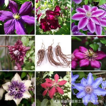 藤本花卉皇后 进口铁线莲种球的种植与园林应用