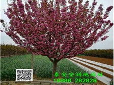 泰安市泰山区润地园林绿化中心销售部 卓越的养护管理工程，构筑绿色生态家园