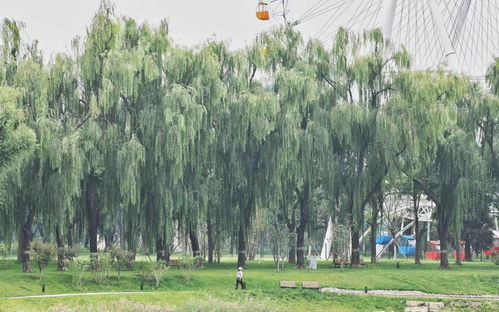 城市绿心再添新景 北京龙潭中湖公园“十一”前免费开放，园林绿化工程进入冲刺阶段