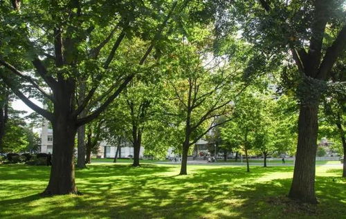 “十三五”时期我国园林绿化施工行业前景展望与分析报告