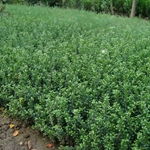 沭阳县久久干花工艺品厂 专注干花工艺，养护管理工程详解