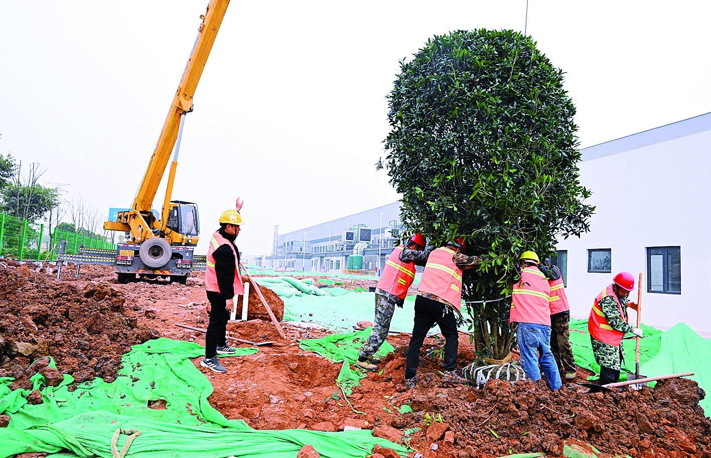 春节奋战不停歇，重庆“灯塔工厂”四月竣工在即，园林绿化同步推进