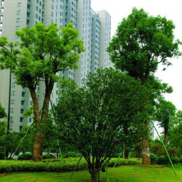 专业园林绿化工程承接与价格解析 走进东平县兴亚家庭农场